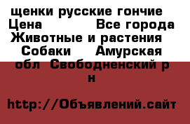 щенки русские гончие › Цена ­ 4 000 - Все города Животные и растения » Собаки   . Амурская обл.,Свободненский р-н